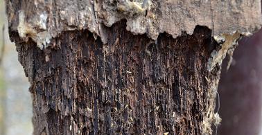 rotten timber joist