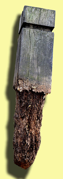 damp timber